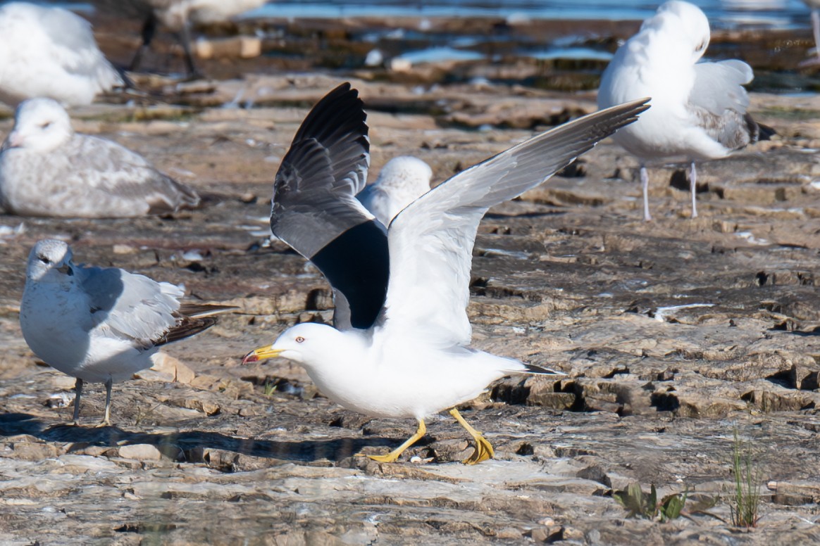 Black-tailed Gull - ML620335676