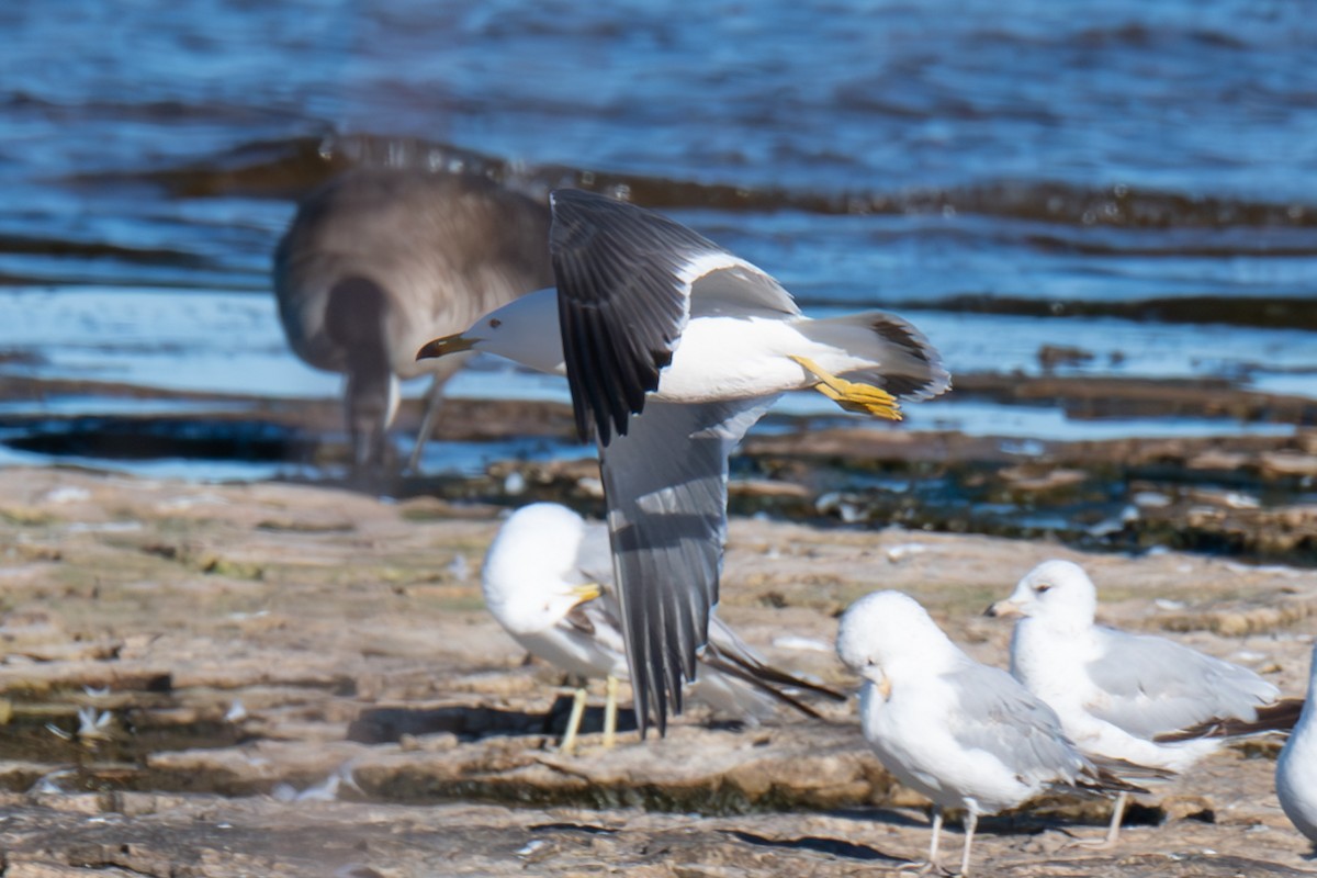 Black-tailed Gull - ML620335677