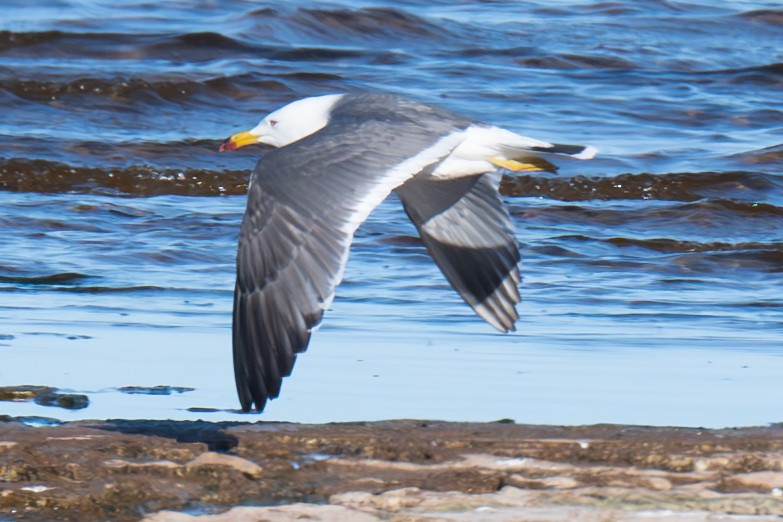 Black-tailed Gull - ML620335678