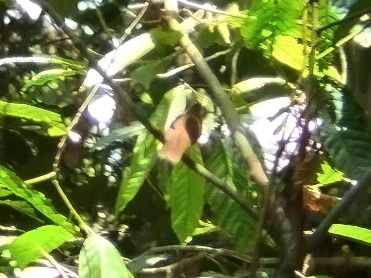 Bulbul Carigrís - ML620335686