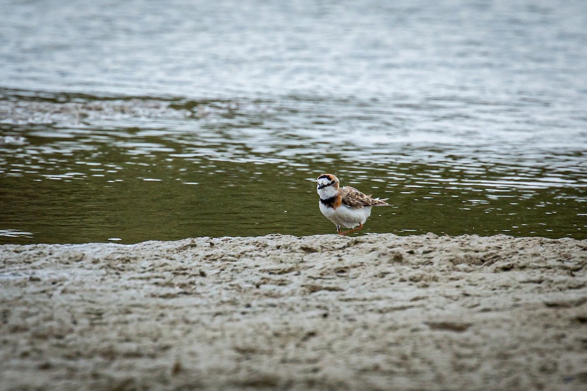 Collared Plover - ML620335688