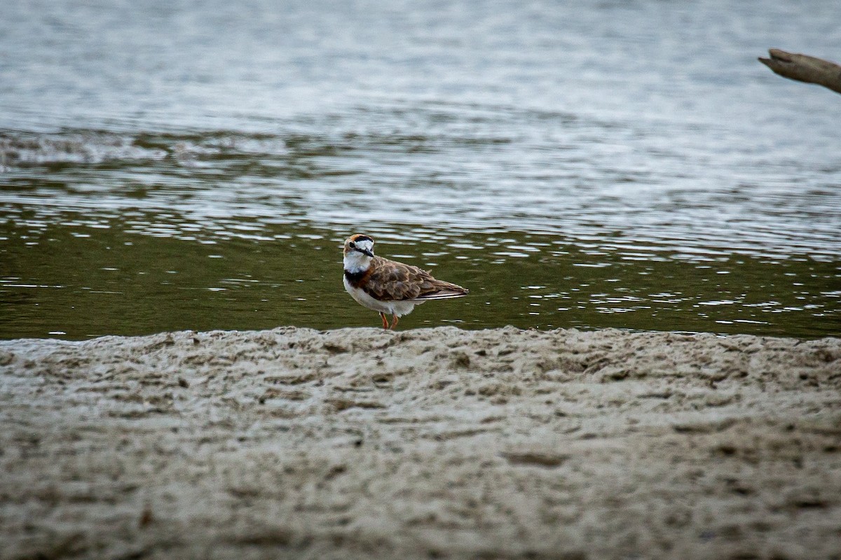 Collared Plover - ML620335689
