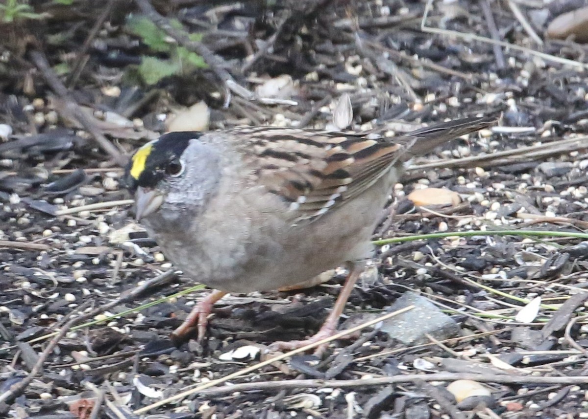 Golden-crowned Sparrow - ML620335701