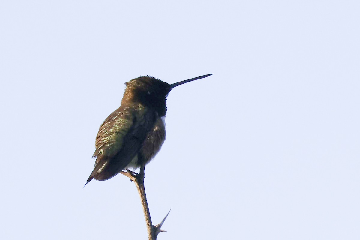 Black-chinned Hummingbird - ML620335706
