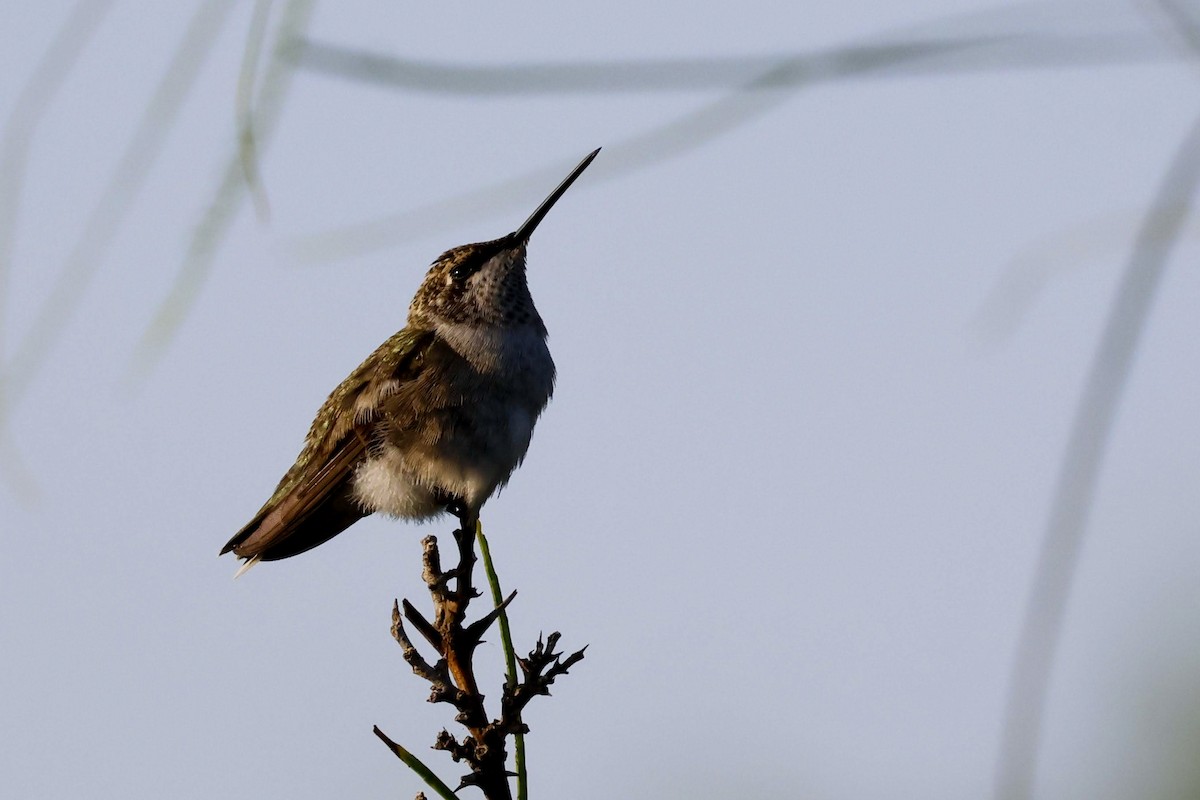 Black-chinned Hummingbird - ML620335707