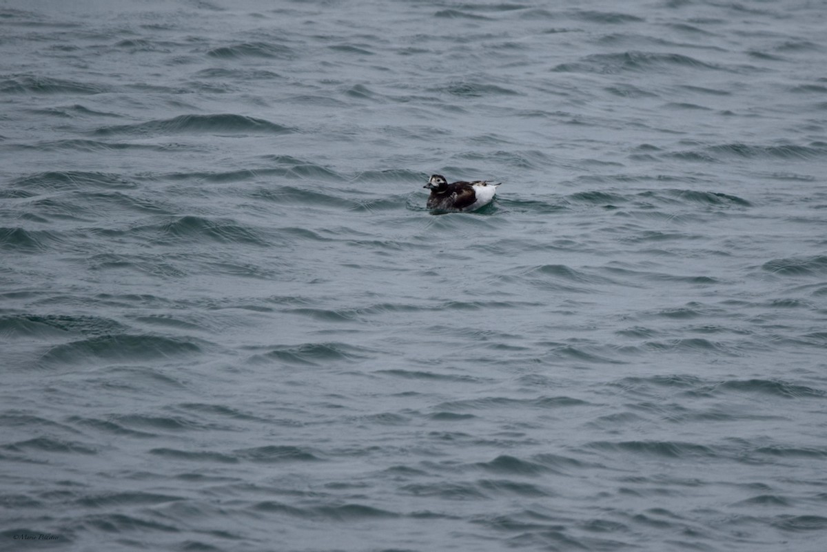Long-tailed Duck - ML620335710