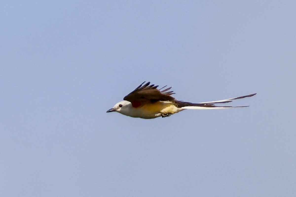 Scissor-tailed Flycatcher - ML620335737