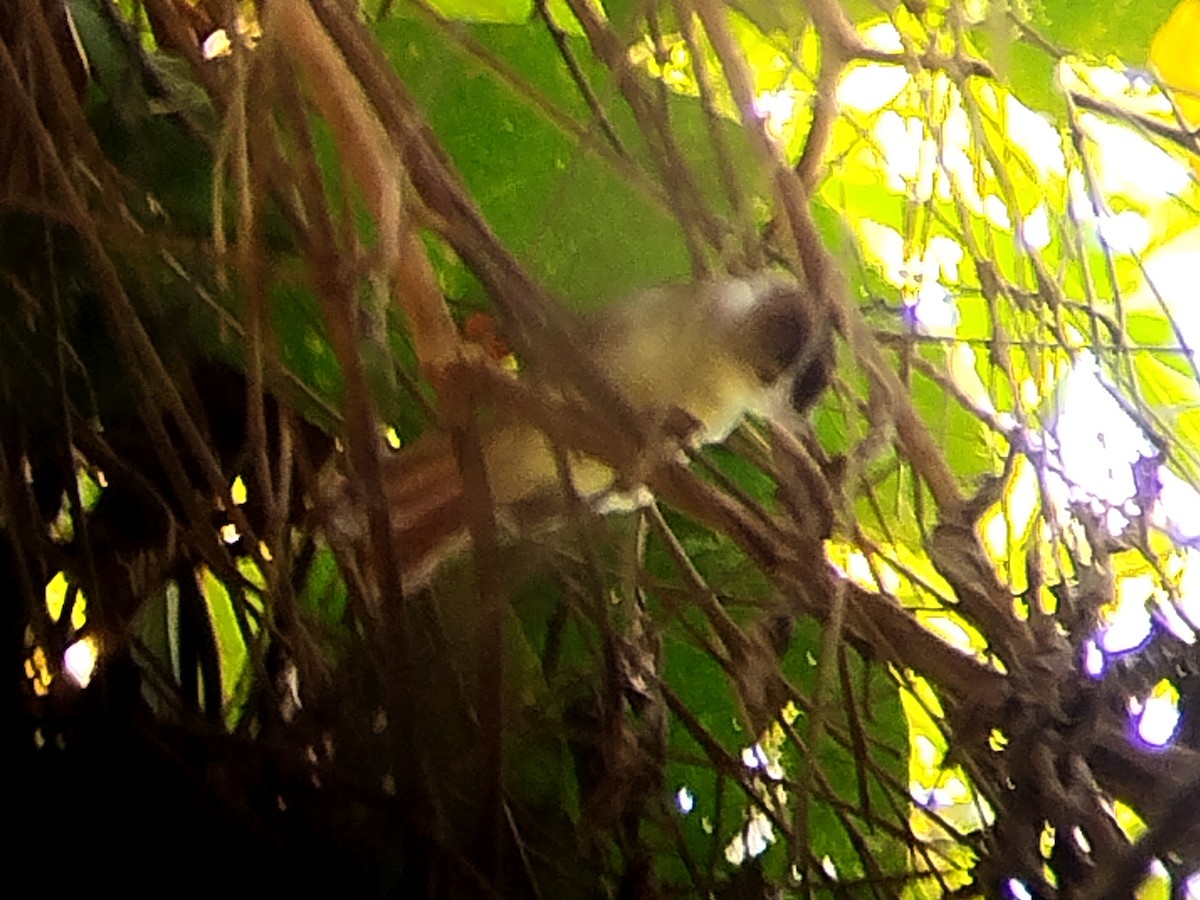 Sooty-capped Babbler - ML620335738