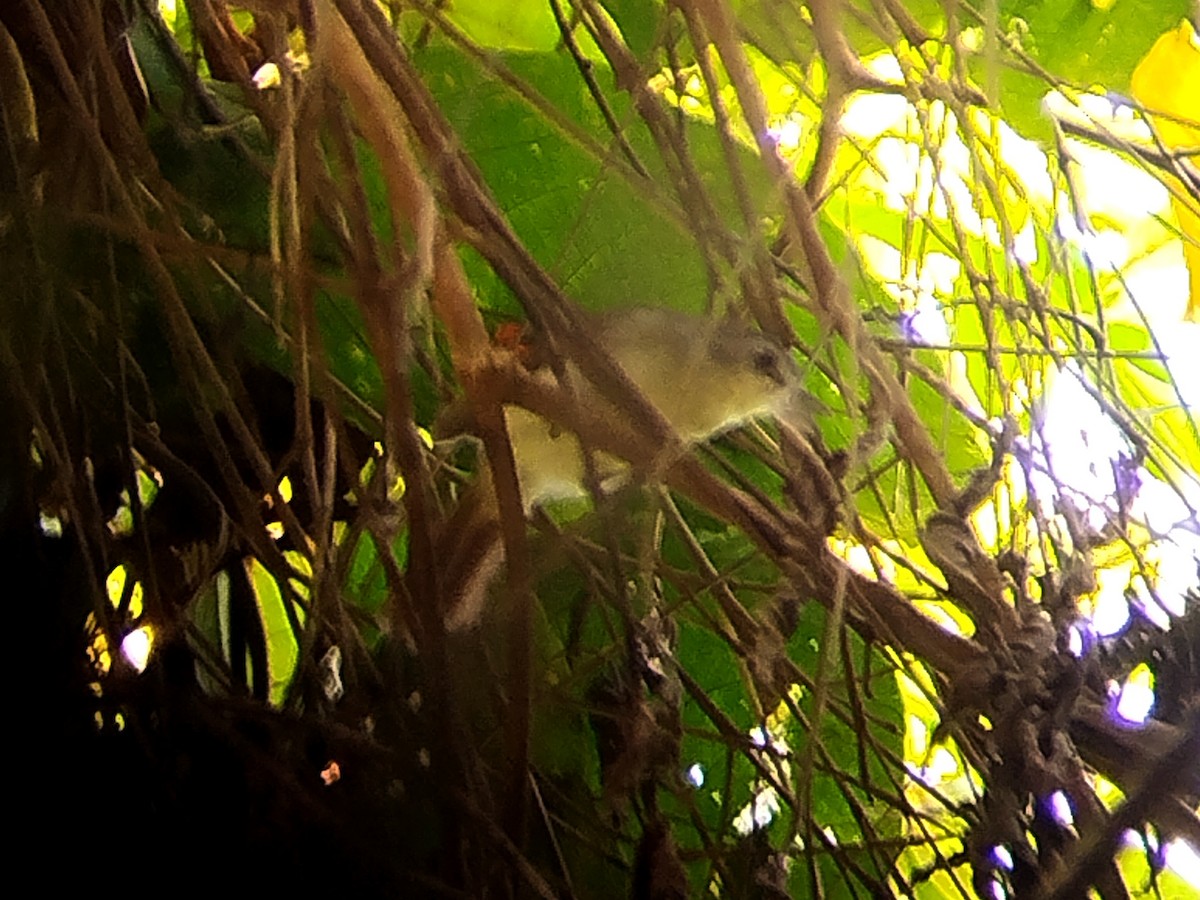 Sooty-capped Babbler - ML620335739