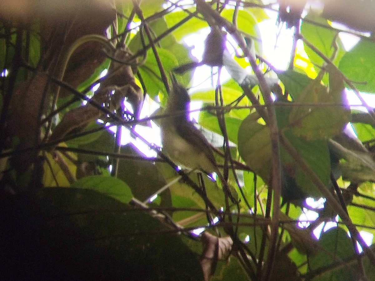 Sooty-capped Babbler - ML620335741