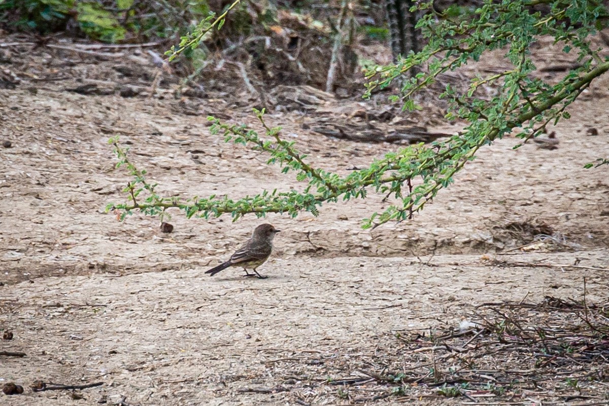 Vermilion Flycatcher - ML620335746