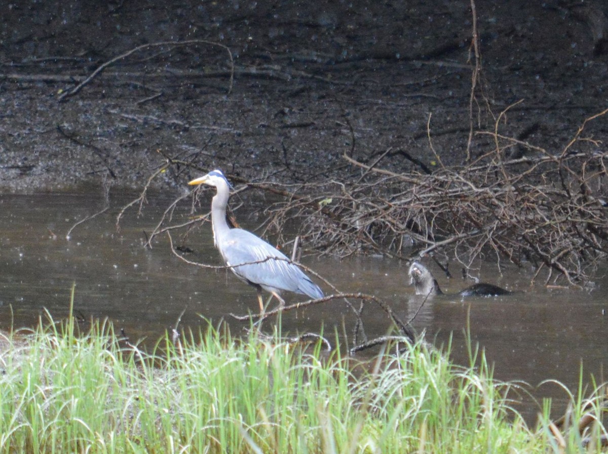 Great Blue Heron - ML620335747