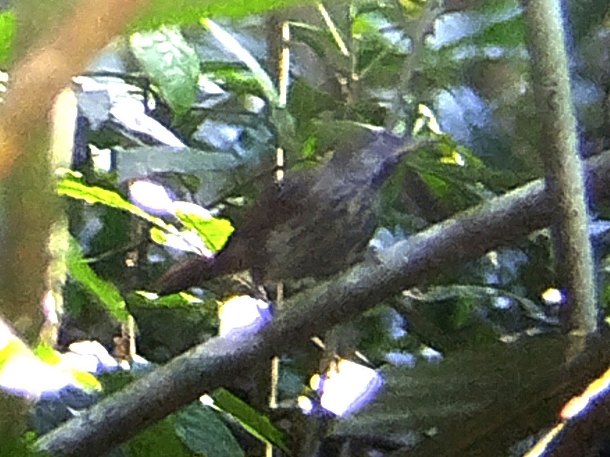 Chestnut-rumped Babbler - ML620335757