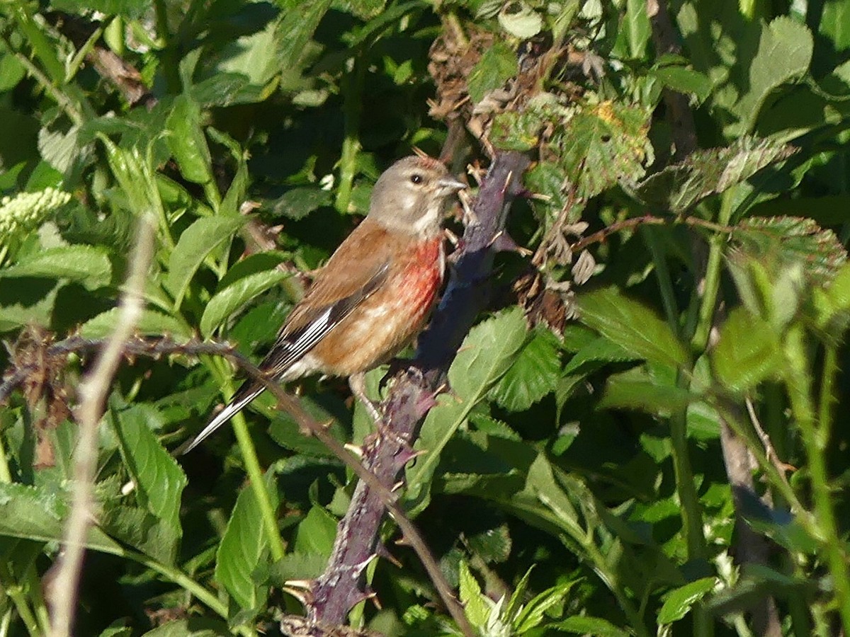 赤胸朱頂雀 - ML620335759