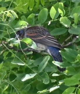 Blue Grosbeak - ML620335763