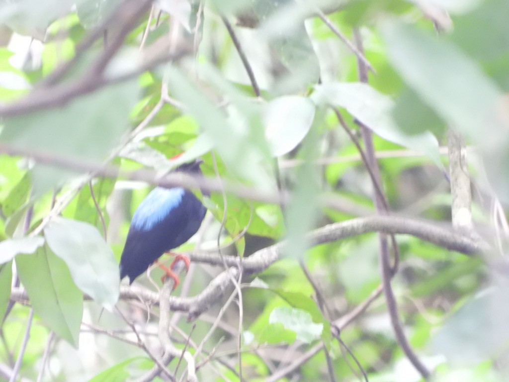 Lance-tailed Manakin - ML620335782