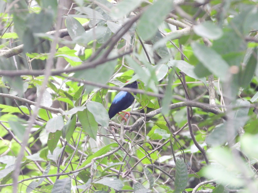 Lance-tailed Manakin - ML620335783