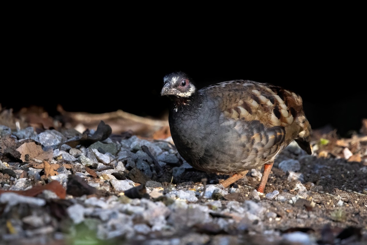 Malayan Partridge - ML620335787