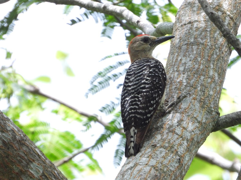 Red-crowned Woodpecker - ML620335803