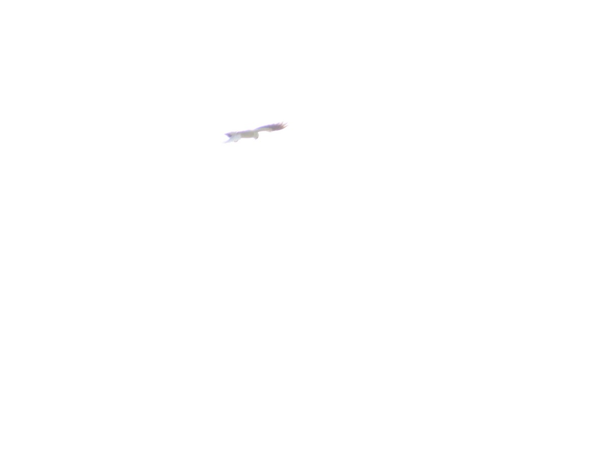 Black-winged Kite - ML620335814