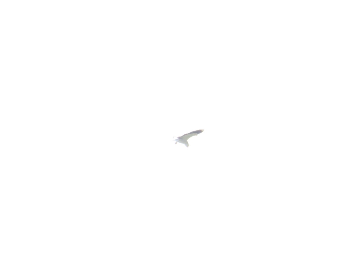 Black-winged Kite - ML620335815