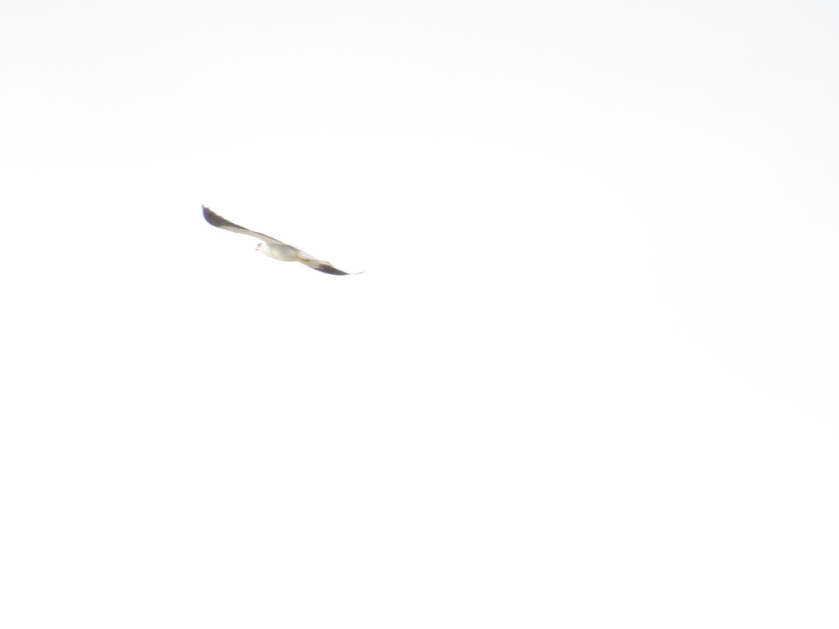 Black-winged Kite - ML620335816