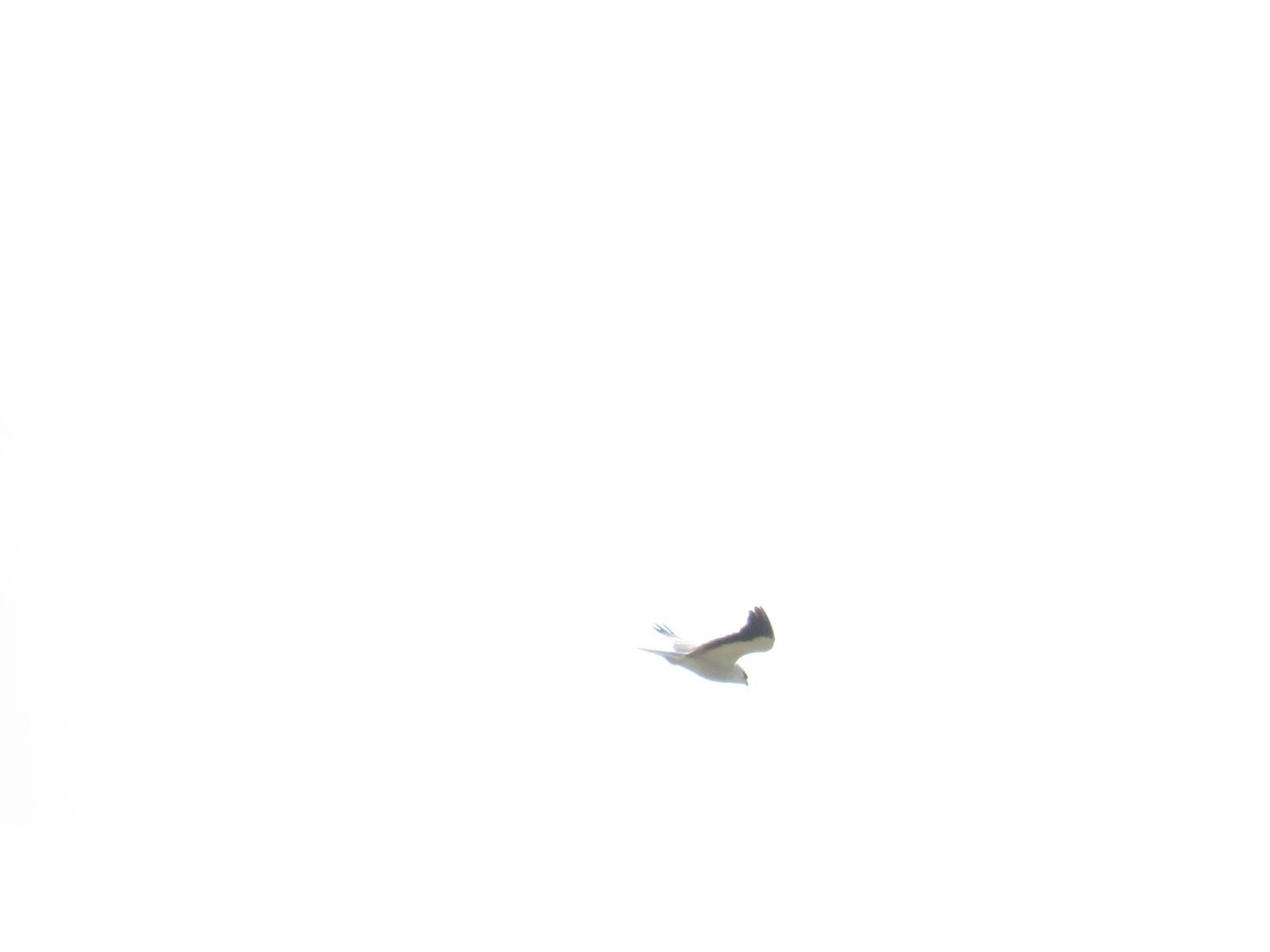 Black-winged Kite - ML620335817