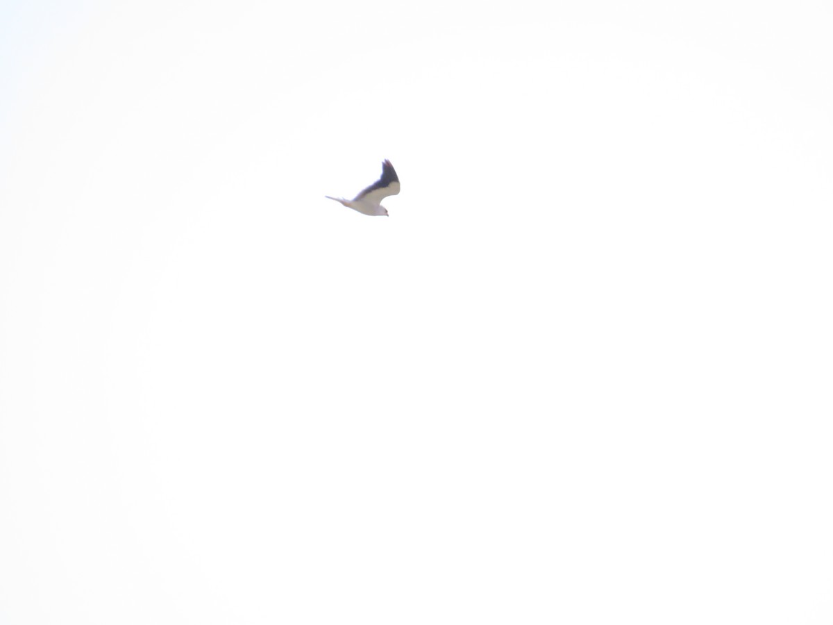 Black-winged Kite - ML620335818