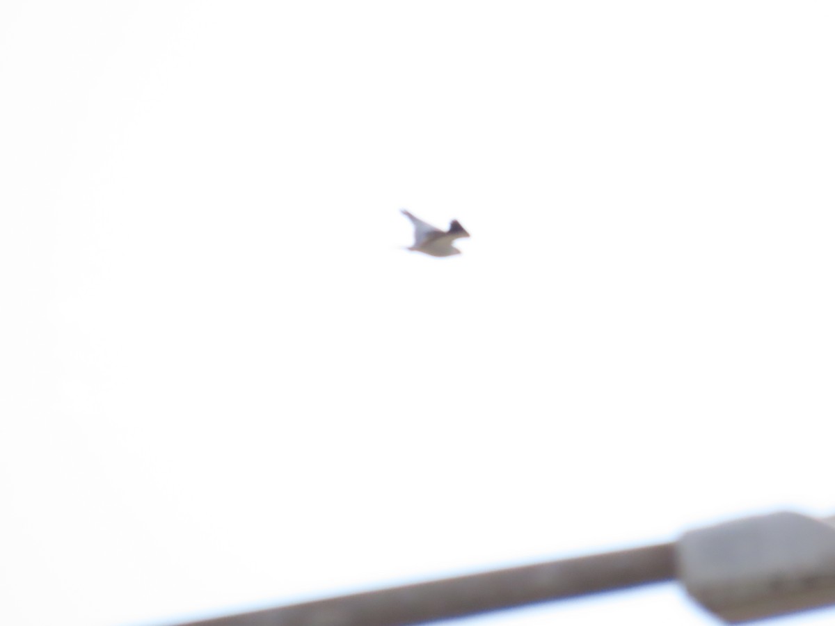 Black-winged Kite - ML620335819