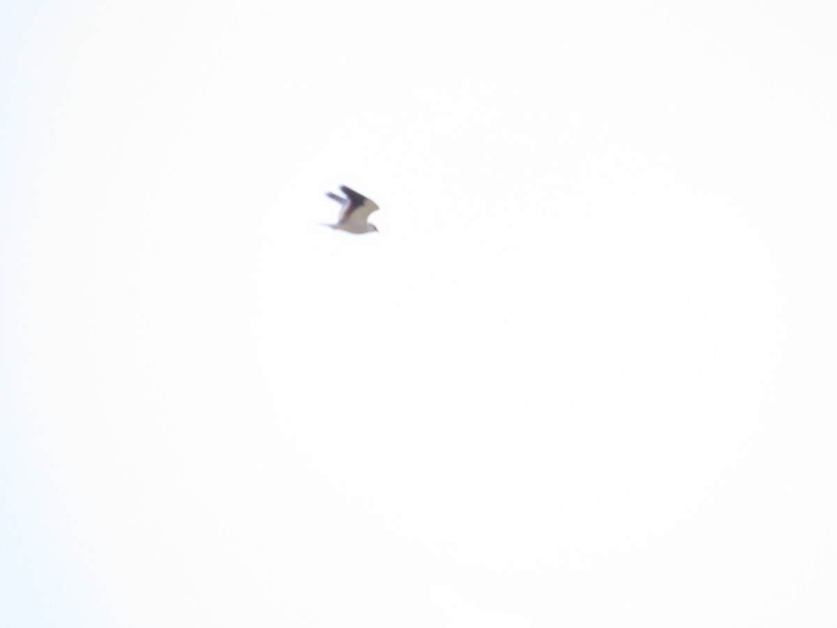 Black-winged Kite - ML620335820