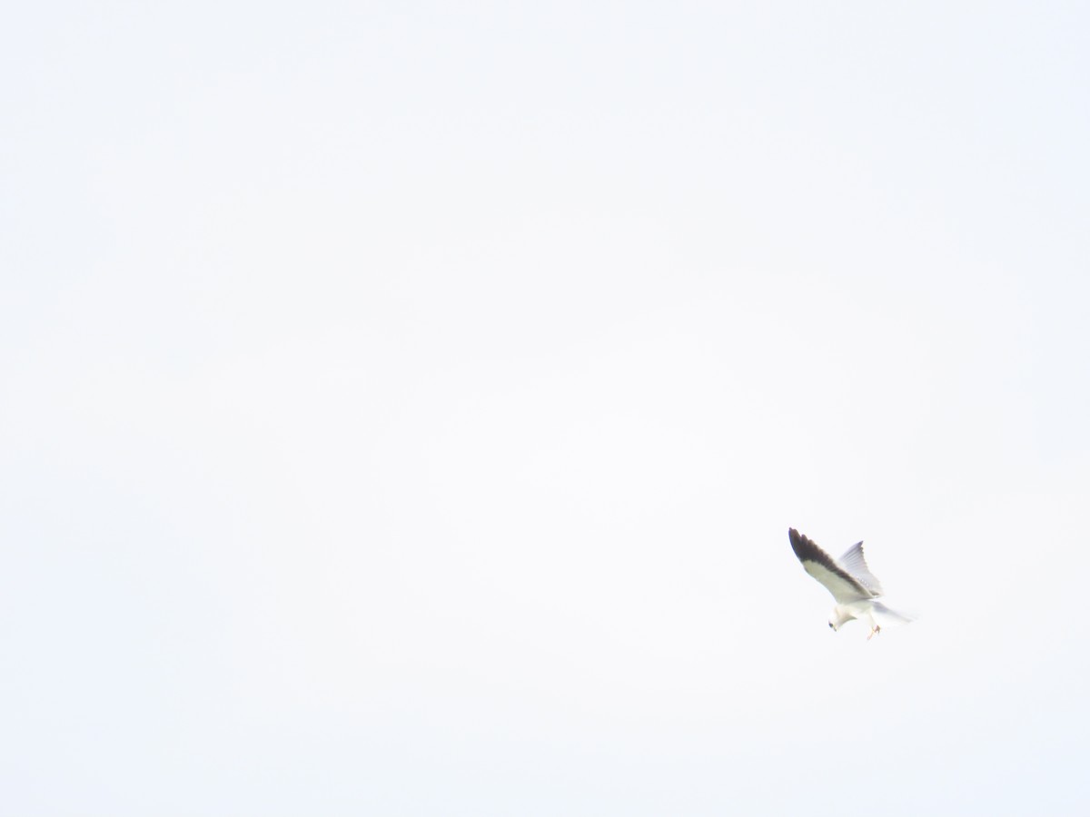 Black-winged Kite - ML620335821