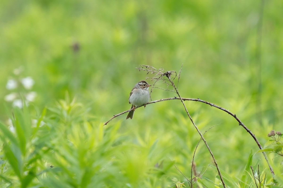 Clay-colored Sparrow - Mark Syvertson