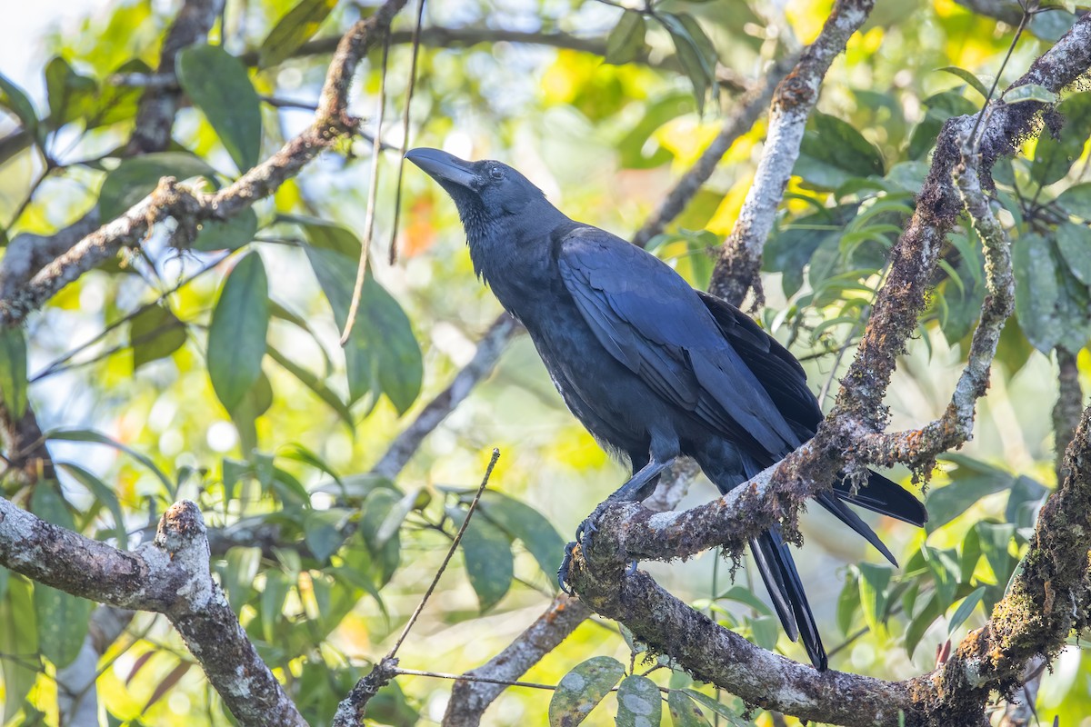 Large-billed Crow (Large-billed) - ML620335839
