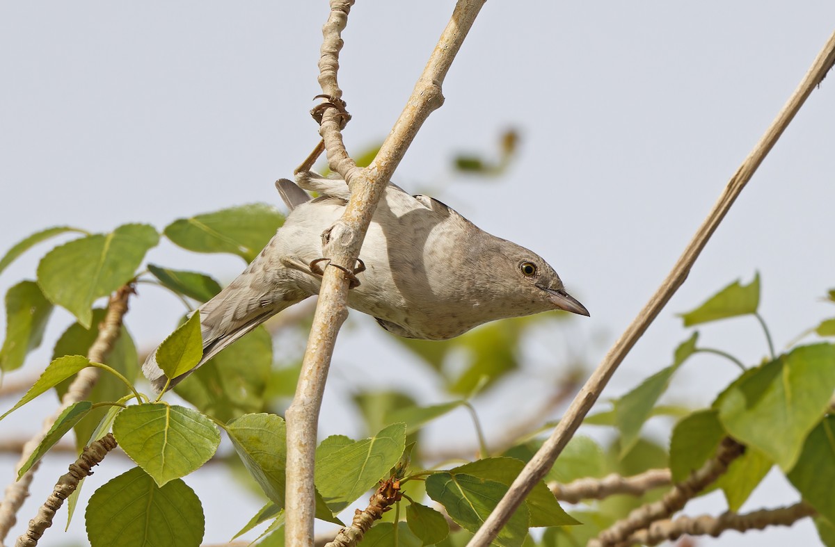 Barred Warbler - Robert Hutchinson