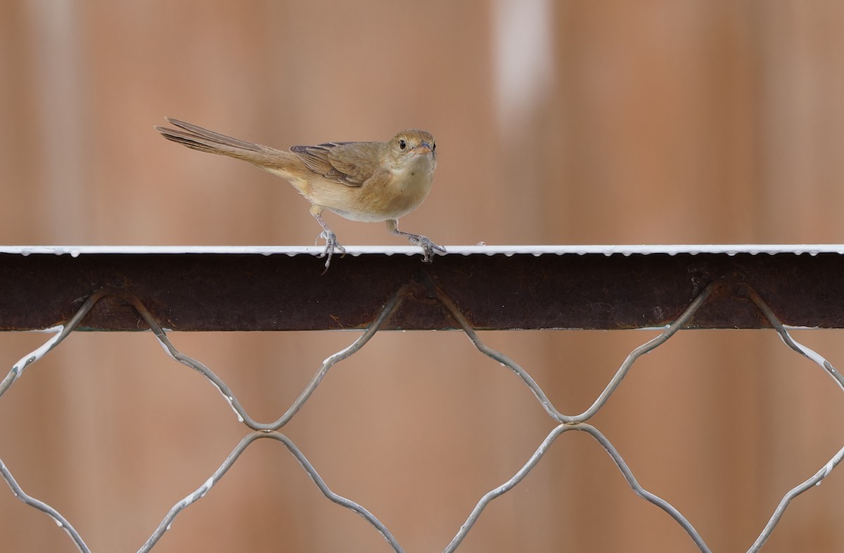 Thick-billed Warbler - ML620335859