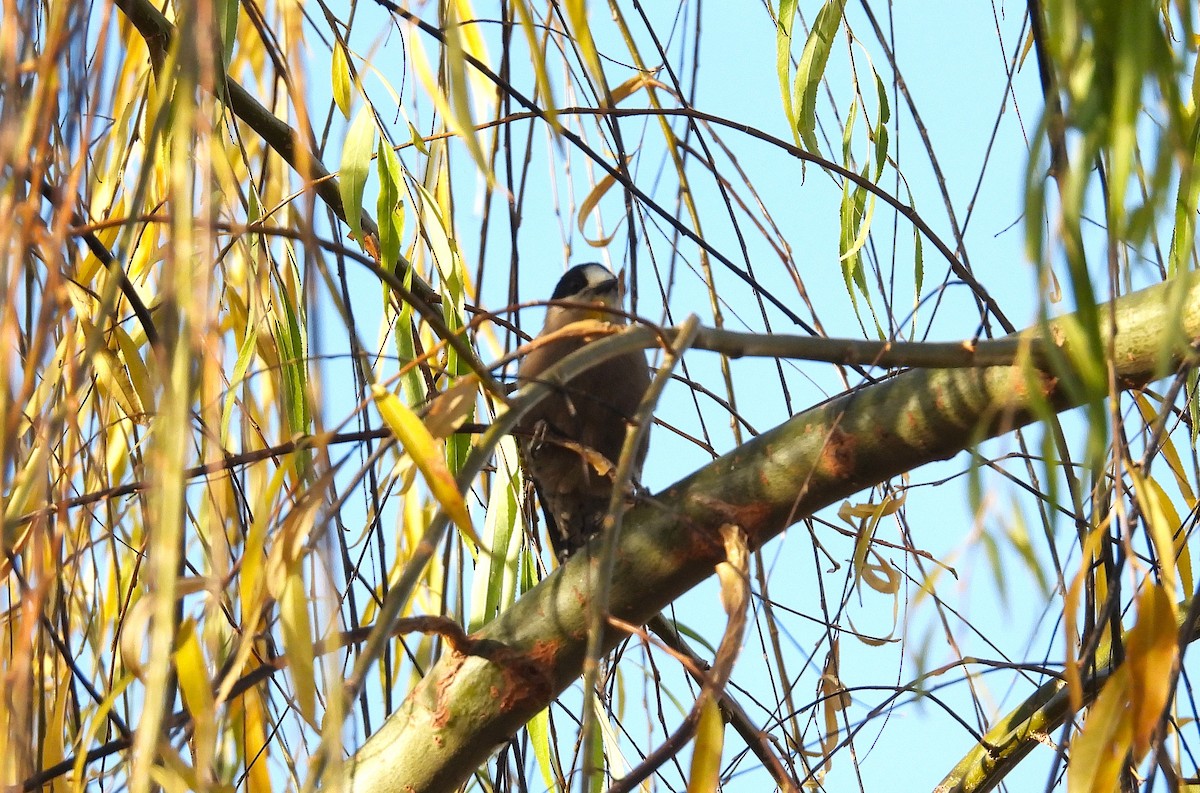 White-fronted Woodpecker - ML620335872