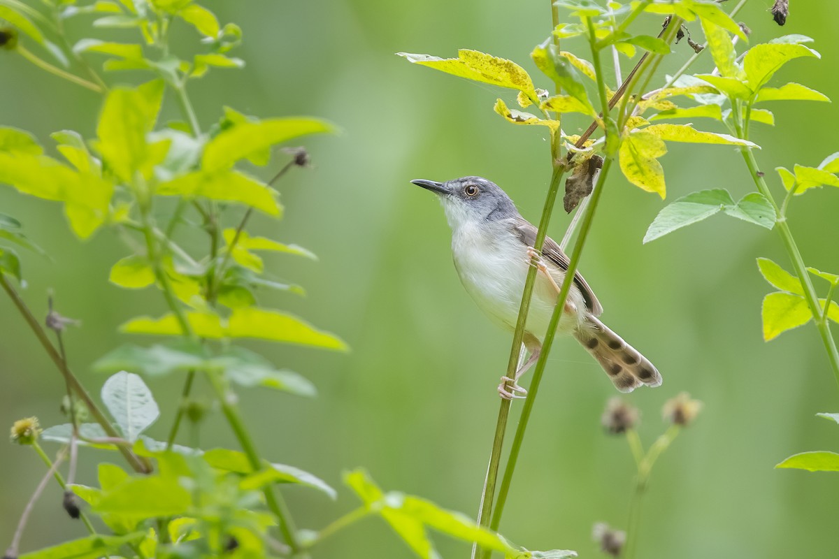 Prinia roussâtre - ML620335873