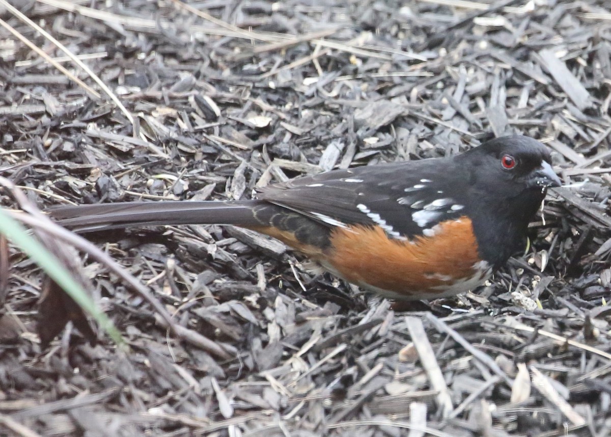 Spotted Towhee - ML620335886