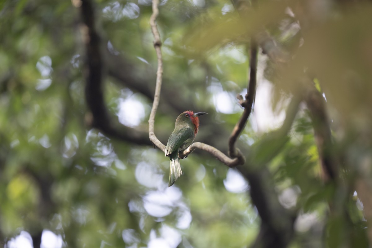 Red-bearded Bee-eater - ML620335895