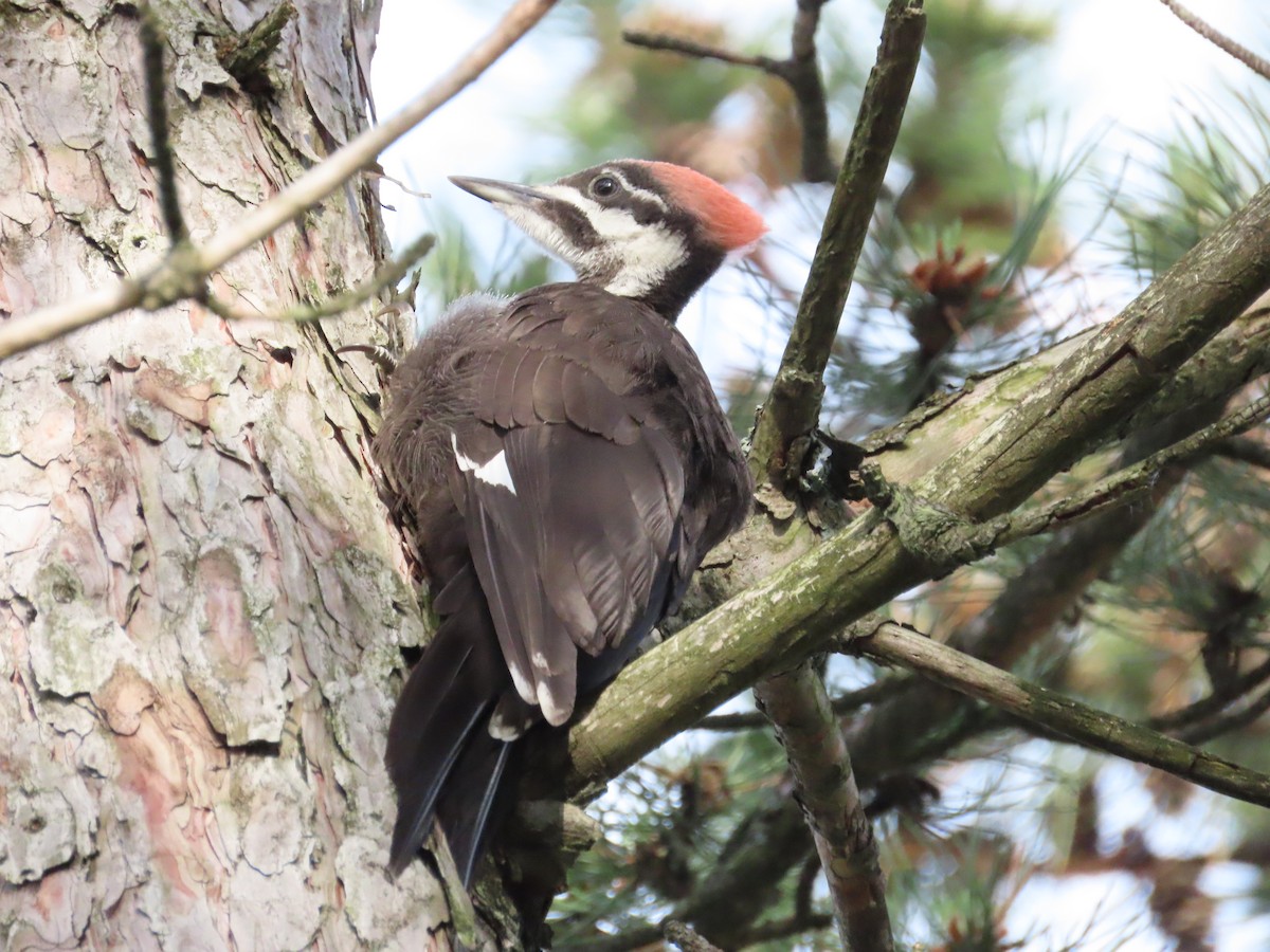 Pileated Woodpecker - ML620335926