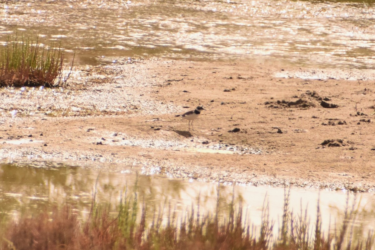 Little Ringed Plover - ML620335928