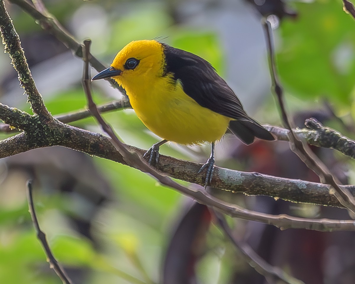 Black-and-yellow Tanager - ML620335959