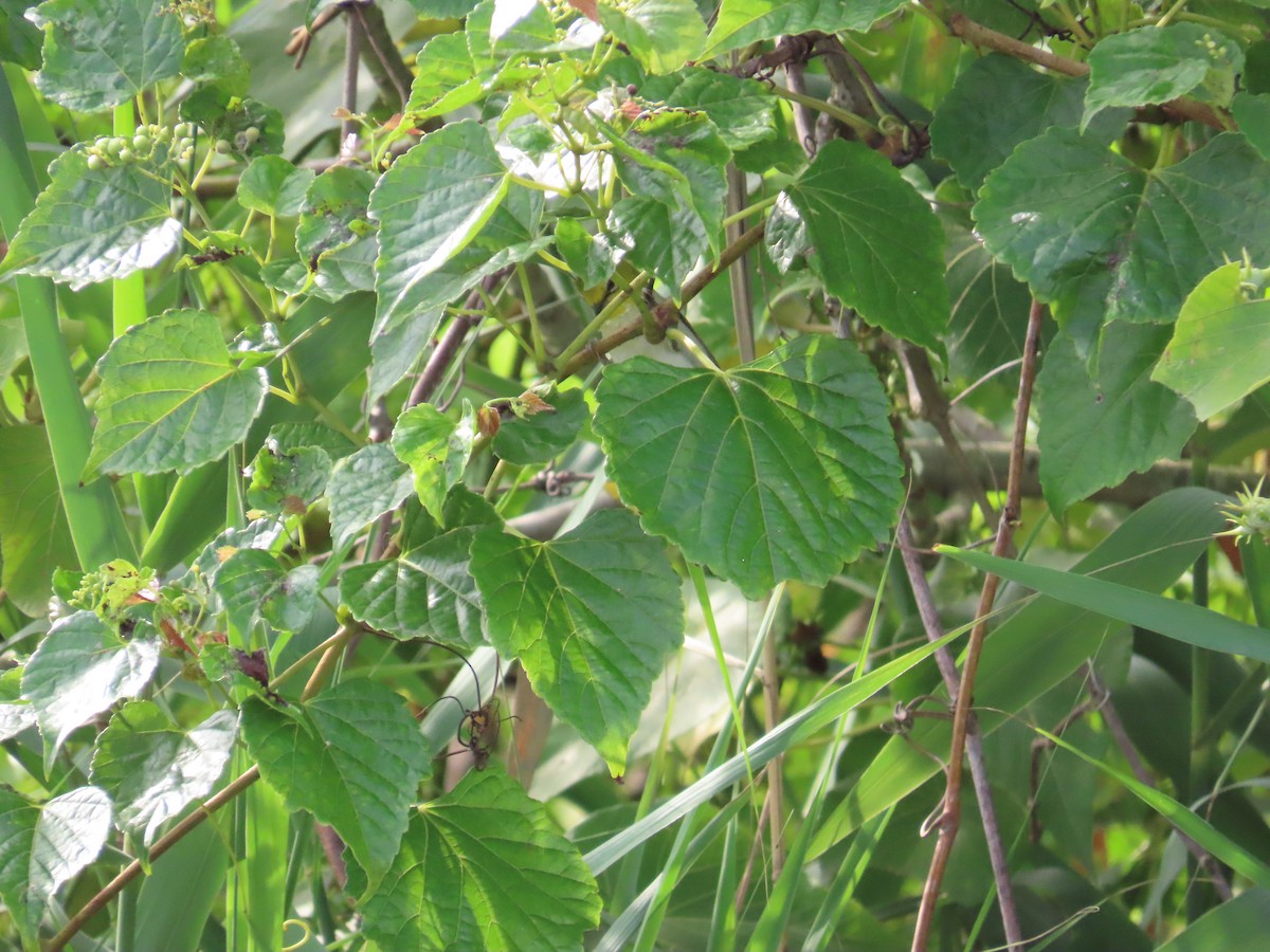 Swinhoe's White-eye - ML620335961