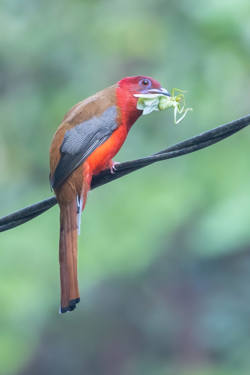 trogon rudohlavý - ML620335963