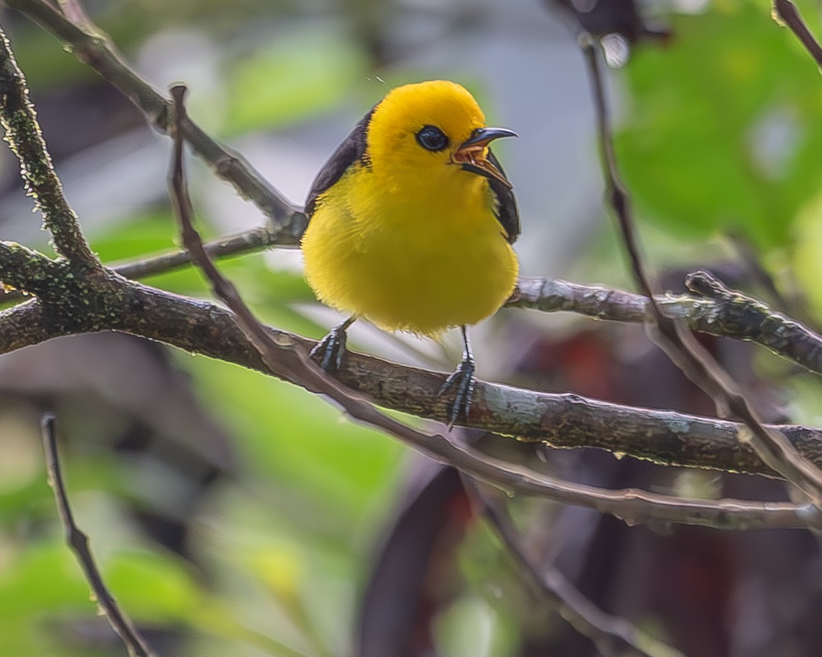 Black-and-yellow Tanager - ML620335964