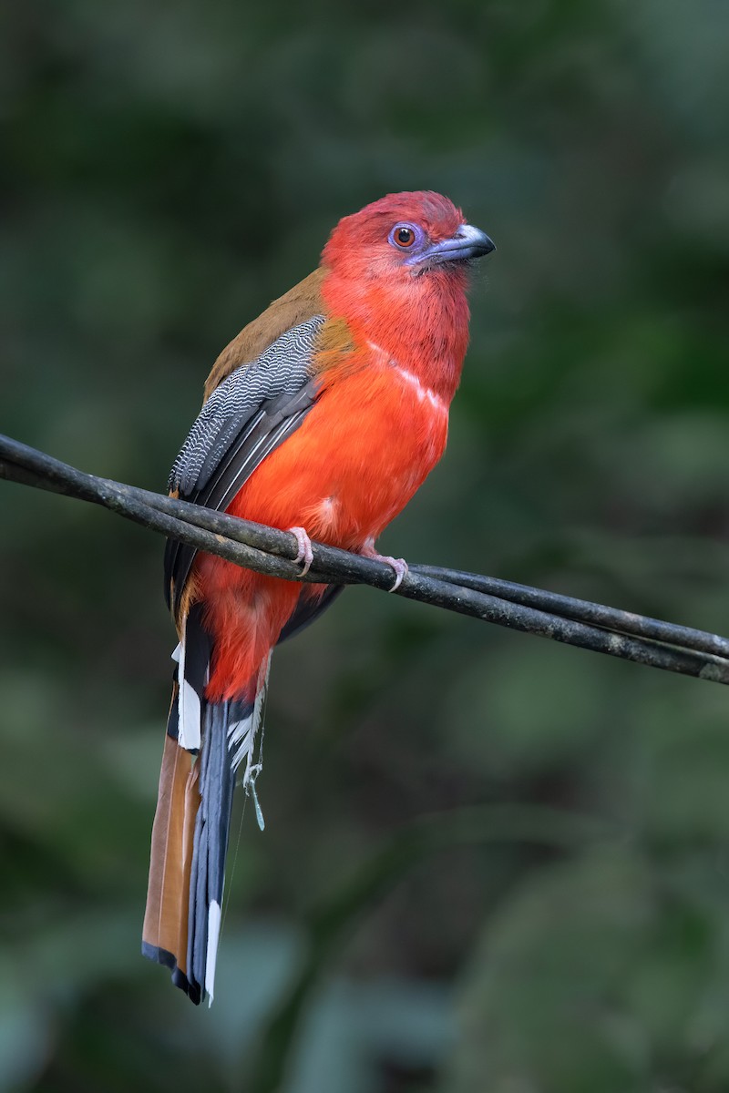 Trogon à tête rouge - ML620335972