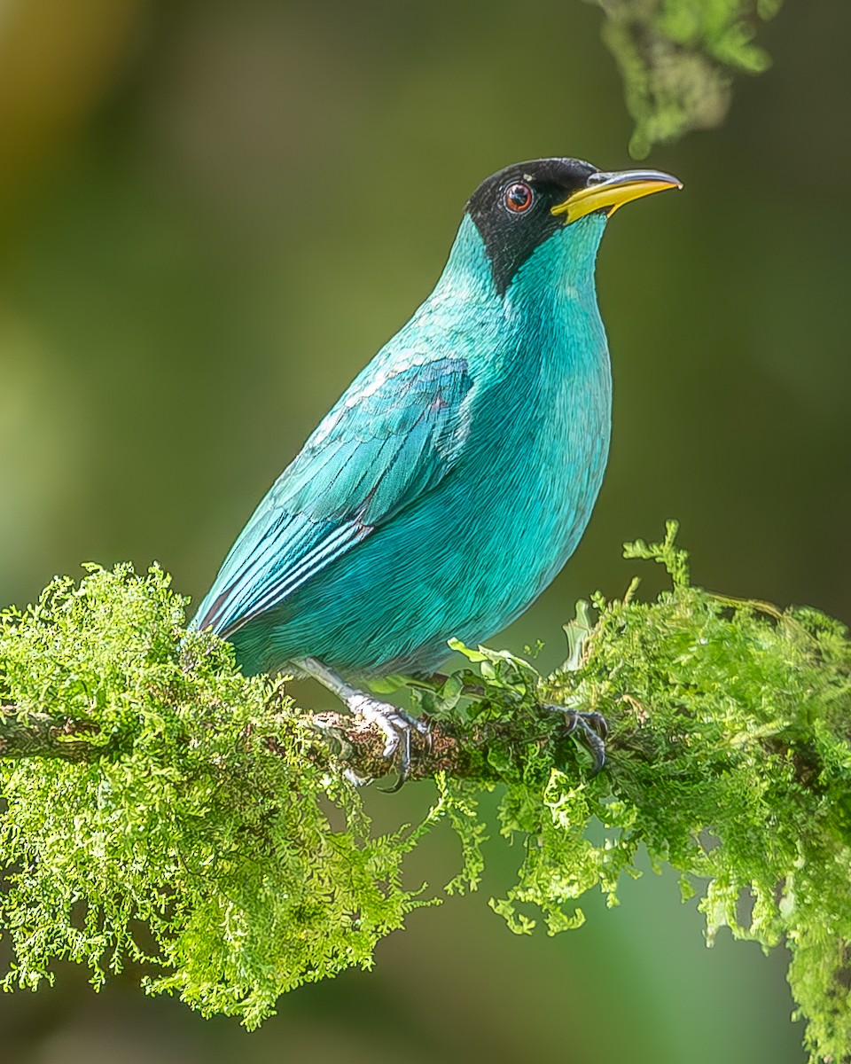 Green Honeycreeper - ML620335981