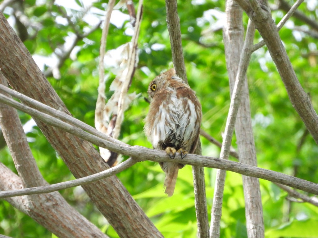 Ferruginous Pygmy-Owl - ML620335994