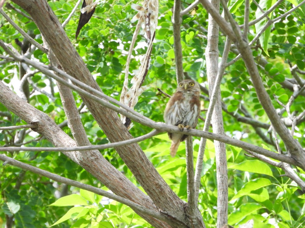 Ferruginous Pygmy-Owl - ML620335995