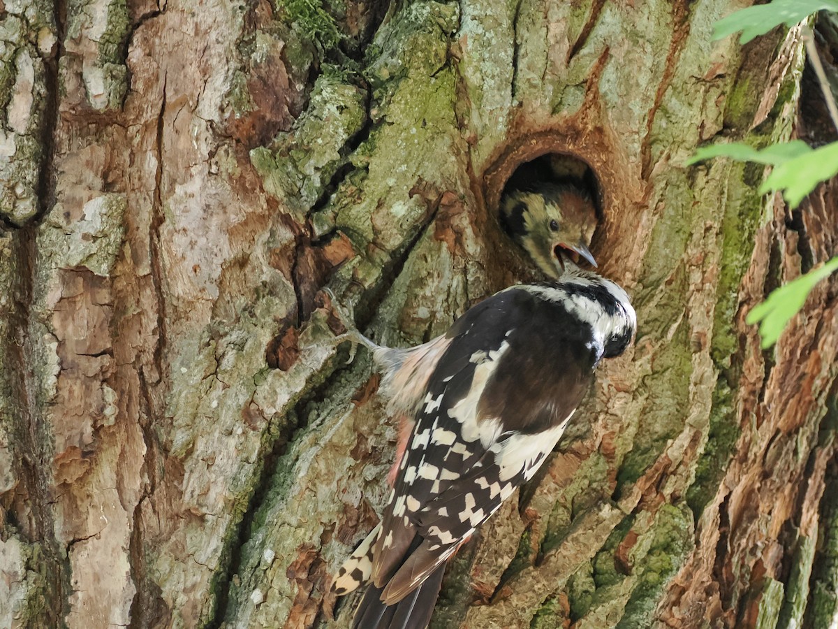 Middle Spotted Woodpecker - ML620336000